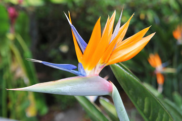 Travel to Chiangmai, Thailand. The flower of the orange and blue strelitzia on the branch in a garden