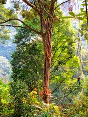 Zip Lining through the Jungle