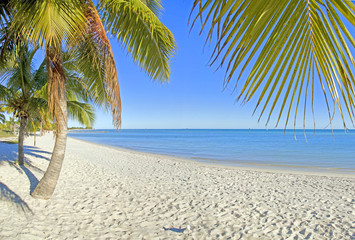 Key West Palms