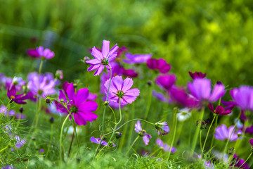 Obraz premium Japanese Flowers