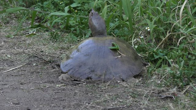 Florida softshell turtle laying eggs