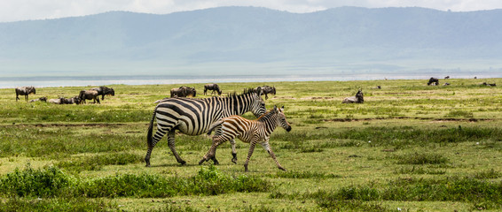 Newborn Baby Zebra with Mother Zebra