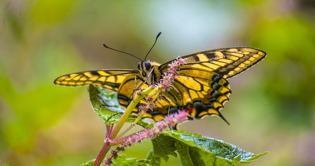Yellow Butterfly