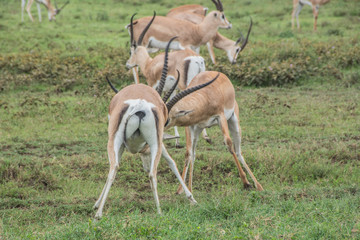 Male Thomson's Gazelles fighting in the African Savannah