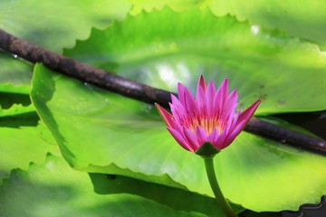 Lotus flower or water lilly pink beautiful in nature © pramot48