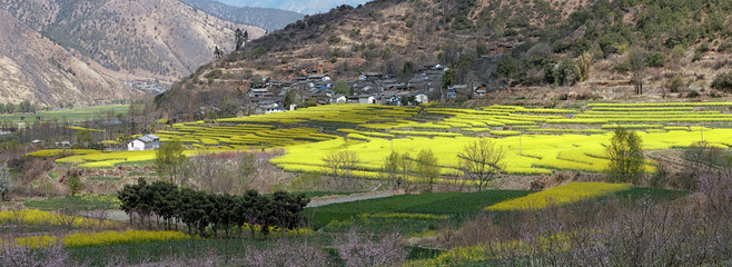 Aerial view of rapeseed flowers around ShiGu village near Lijiang . ShiGu is in Yunnan, China, and was part of the South Silk Road or ChaMa GuDao
