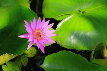 Lotus flower or water lilly pink beautiful in nature © pramot48