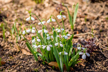 closeup of white snow drop flowers in early spring on sunny day