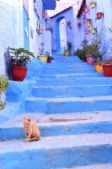 cat in blue city