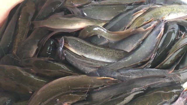 catfish fish market background food cooking 