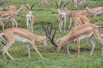 Male Thomson's Gazelles fighting in the African Savannah