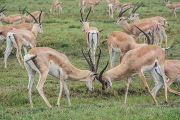Naklejka na ściany i meble Male Thomson's Gazelles fighting in the African Savannah