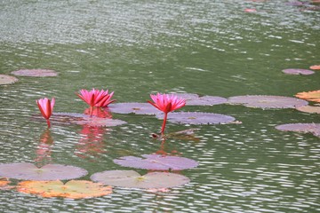 Lotus lilly pink on water beautiful © pramot48