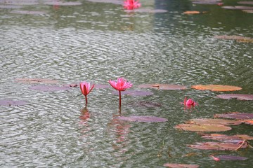 Lotus lilly pink on water beautiful © pramot48
