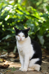 Cat observe sitting on log