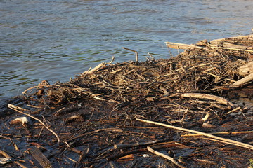 Wood debris floating in water