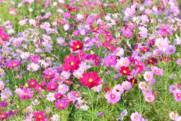 三光のコスモス