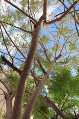 branch and leaf of tree beautiful in the forest on white background, bottom view