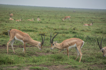 Male Thomson's Gazelles Fighting in the African Savannah