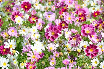 三光のコスモス