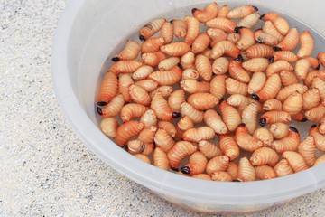 Sago beetle or worm palm weevil red  motion in water sink white (Rhynchophorus ferrugineus) Popular food larva Southern Thailand ,Top view