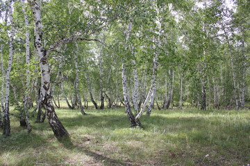 Obraz premium Green birch forest in a sunny day 20310