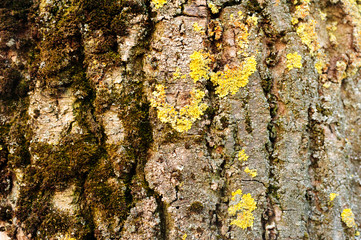 detail of moss and lichen on wooden fence