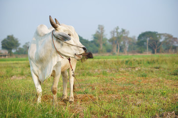 Common Asian cow in the field