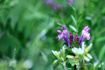 henbit