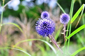 タデ原湿原の花