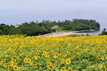 長崎鼻のひまわり