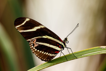 Zebra Longwing Butterfly poised on a long section of leaf in Phoenix, Arizona.
