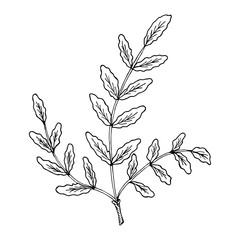 Indian Frankincense Salai or Boswellia serrata vintage illustration.Olibanum-tree (Boswellia sacra), aromatic tree. Ink hand drawn herbal illustration. 