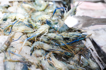 Fresh prawns closeup | delicious seafood market