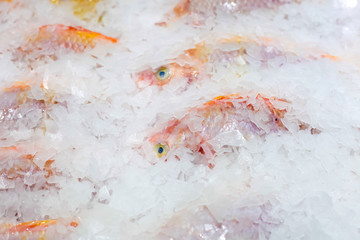 Obraz na płótnie Canvas Fresh fish with ice | Healthy food frozen