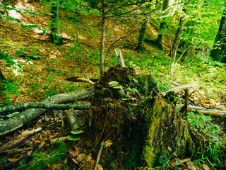 Stump in the moss in the forest. National Park Plitvice Lakes in Croatia.