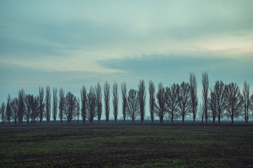 morning in field with wall of trees