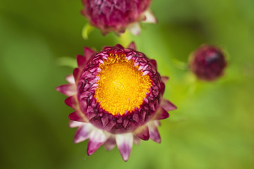 Close up strawflower on green background