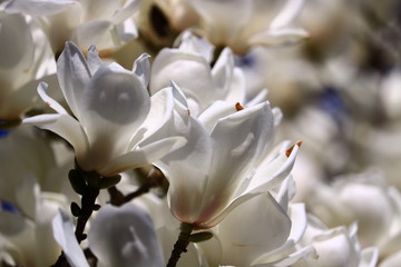 Fototapeta premium magnolia