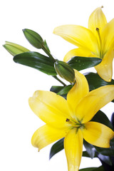 Obraz premium Lilies isolated over white background