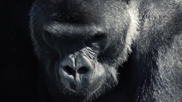 Gorilla Eating Closeup