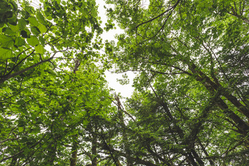 Tree Tops in Forest Canopy