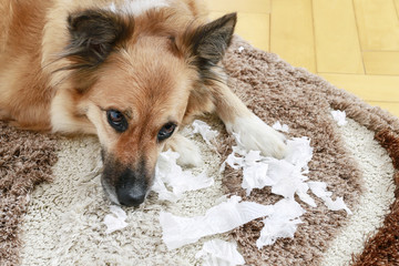 Dog lying on the carpet with torn papers