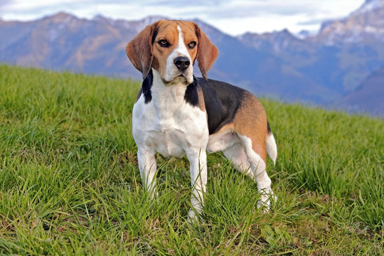 Beautiful Beagle male Dog standing in meadow, Mountains in background