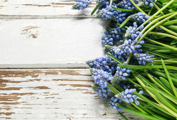 Blue muscari flowers (Grape hyacinth) on wood