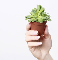 Woman holding succulent plant