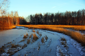A frozen puddle in the forest