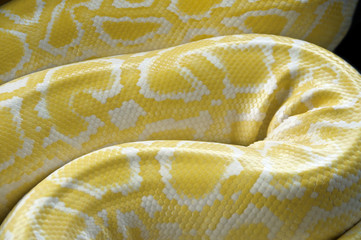 Python skin