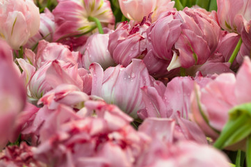pink tulips in bloom with water drops spring background
