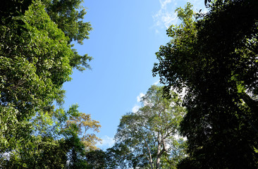 Looking up into the blue sky through a forest